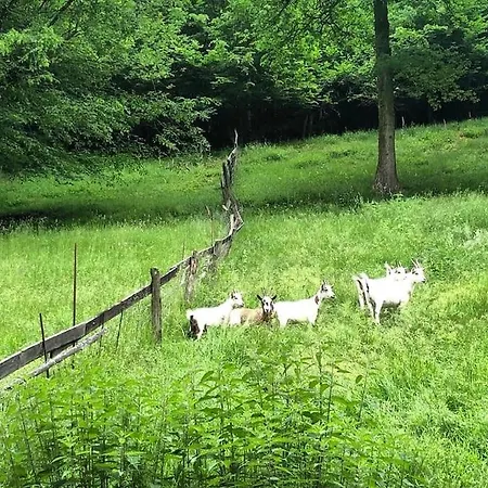 Woods-hottub & Ac בקתה *